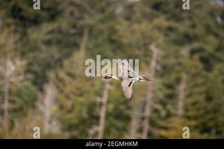 Un'anatra di pintail del nord maschile ' Anas acuta ' vola su un lago in Canada. Foto Stock
