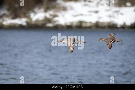 Un'anatra di pintail del nord maschile ' Anas acuta ' vola su un lago in Canada. Foto Stock