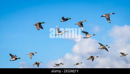 Un gregge di anatre di pintail e malard ' Anas acuta ' e ' Anas platyrhynchos ' volano sotto un cielo blu in Canada. Foto Stock