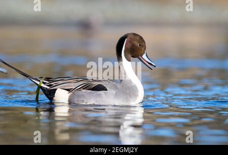 Un'anatra di pintail del nord maschile ' Anas acuta ' nuota su un lago mostrando il suo piumaggio per un'anatra femminile. Foto Stock