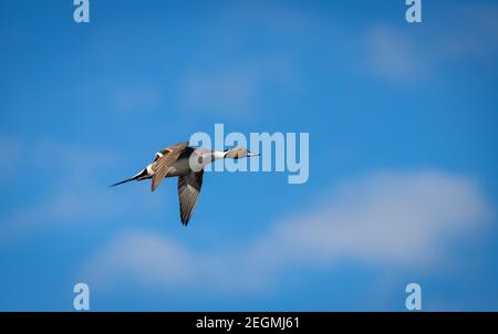 Un'anatra di pintail del nord maschile ' Anas acuta ' vola su un lago in Canada. Foto Stock