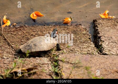 Una tartaruga rossa crogiolarsi al sole sulla riva di uno stagno a Dhaka, Bangladesh. Foto Stock