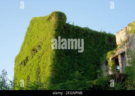 La facciata del complesso del Mulino di Assan, fatiscente e rovinato, completamente coperto di edera verde a Bucarest, Romania Foto Stock