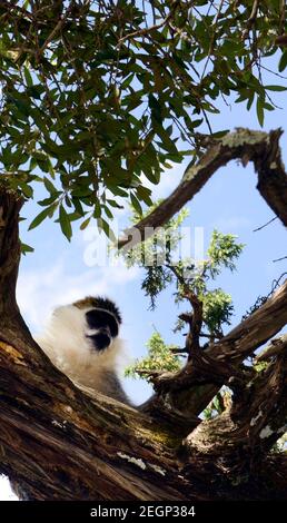 Una scimmia Grivet a Tigray, Etiopia. Foto Stock