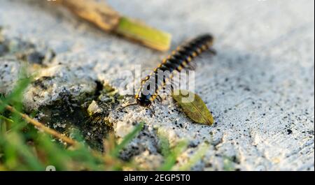 Milipede di accoppiamento, Milipede che cammina a terra Foto Stock