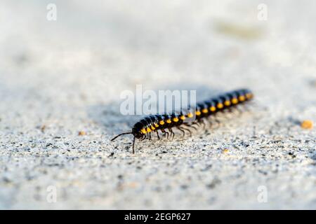 Milipede di accoppiamento, Milipede che cammina a terra Foto Stock