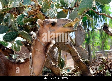 Un cammello che mangia cactus prickly nella regione di Tigray nel nord dell'Etiopia. Foto Stock