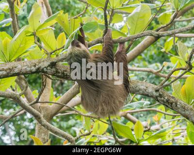 Il bradipo a due punte di Hoffmann pende e mangia foglie da un albero Foto Stock