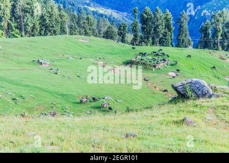 Varie vedute di Kullu, Himachal Pradesh Foto Stock