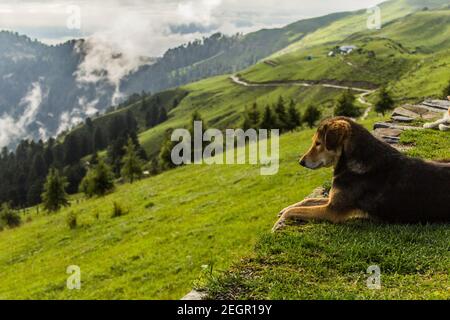 Varie vedute di Kullu, Himachal Pradesh Foto Stock