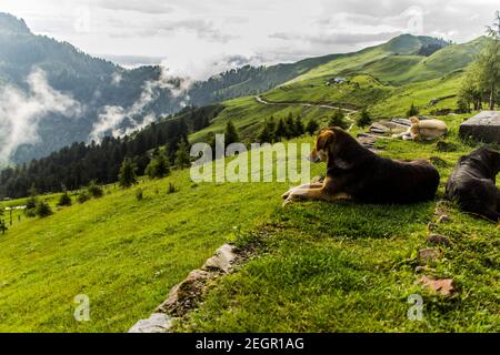 Varie vedute di Kullu, Himachal Pradesh Foto Stock