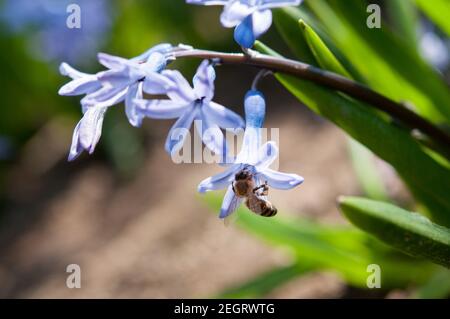 Un'ape raccoglie il polline da un giacinto blu fiorente Foto Stock