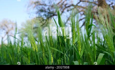 Orecchie verdi di Triticale o campo di Rye in campo agricolo. Nuove piante verdi di grano sono pronte per la maturazione. Foto Stock