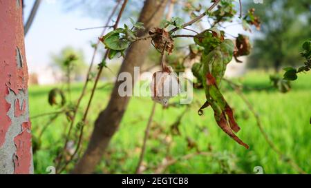 Bella pianta di fiore bianco di cotone appesa sul ramo. Fiore Gossypium con sfondo verde sfocato. Foto Stock