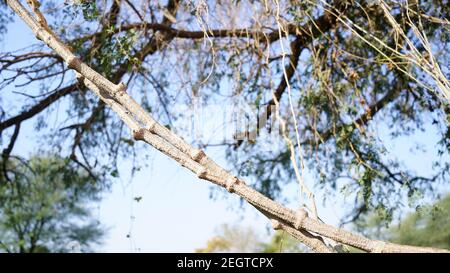 Gambo superriduttore bianco di Parwal o Trichosanthes dioica closeup. Parwal conosciuto anche come Pointer Gourd. Foto Stock