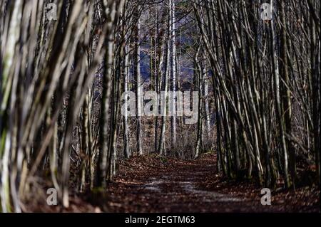 sentiero in una giovane faggeta nei pressi di molln, alta austria Foto Stock