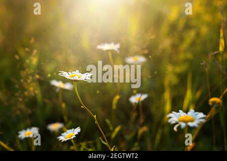 Campo di fiori di margherite nell'erba al sole. Primavera, estate, ecologia, vita naturale rurale, autenticità, nucleo cottage. Spazio di copia Foto Stock