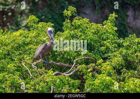 Un grande pellicano marrone con un enorme becco siede su un ramo di un albero verde nella riserva. Foto Stock