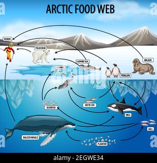 Poster di formazione sulla biologia per l'illustrazione del diagramma web degli alimenti Illustrazione Vettoriale