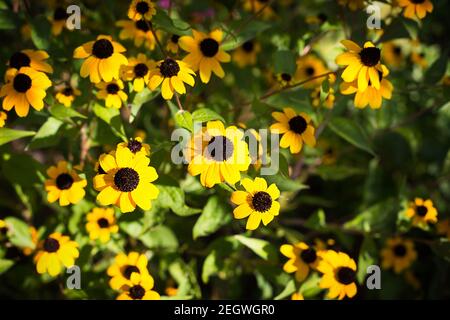 Campo di fiori di margherite nell'erba al sole. Primavera, estate, ecologia, vita naturale rurale, autenticità, nucleo cottage. Spazio di copia Foto Stock