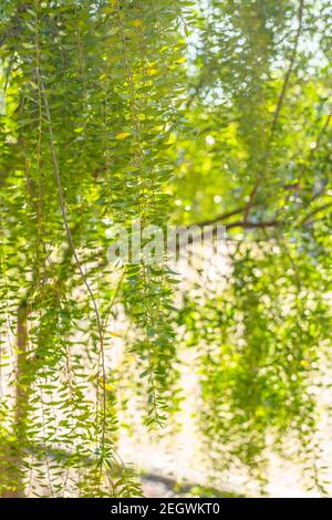 Ramo dell'albero di Mayten (Maytenus boaria) primo piano con sfondo verde morbido, banner verticale Foto Stock