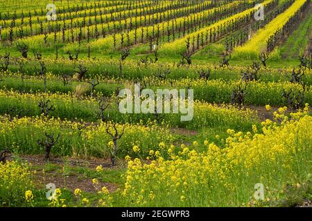 Senape gialla fiorente in un vigneto in febbraio, Healdsburg rurale, Sonoma County, California. Foto Stock