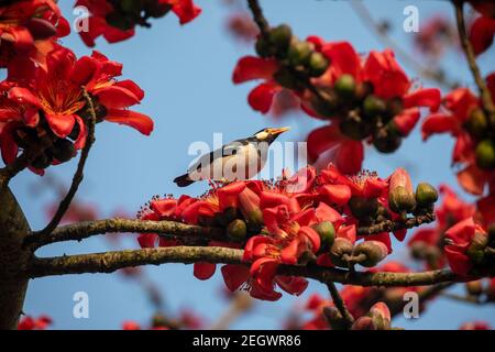 Seta fiore di cotone conosciuto anche come Bombax Ceiba, Shimul. Fiori primaverili del Bangladesh. Foto Stock
