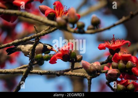 Seta fiore di cotone conosciuto anche come Bombax Ceiba, Shimul. Fiori primaverili del Bangladesh. Foto Stock