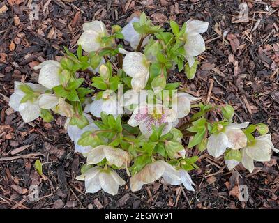 Inverno fioritura ibrida Hellebore o Lenten Rose (Helleborus x hybridus "SP Sally") Crescere in un confine erbaceo coperto di Mulch in un Giardino Foto Stock