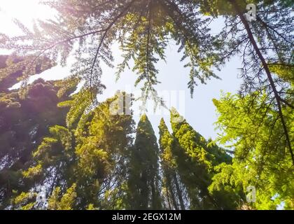 Vista delle corone degli alberi di conifere: Cipressi, pini - contro il cielo soleggiato estivo. Nikitsky Botanic Garden (Crimea, Russia). Pianta sfondo naturale Foto Stock