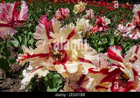 Tulipani di pappagallo colorati e glamour, vista ravvicinata. Nikitsky Botanic Garden, Crimea, Russia. Ordinamento insolito Foto Stock