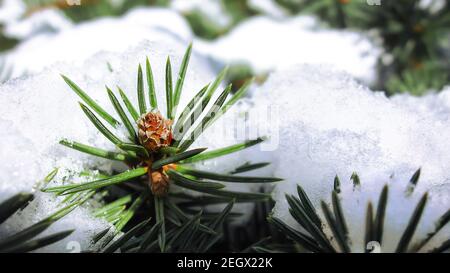 Piccolo pino scotch сone in inverno (lat. Pinus sylvestris). Neve sui rami. Primo piano dell'immagine macro Foto Stock