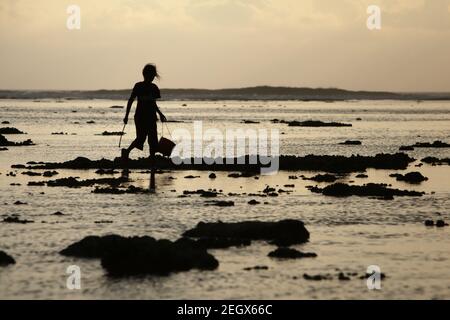 Una giovane donna ha silhoueted mentre sta camminando sulla spiaggia intertidale rocciosa durante la bassa marea, trasportando i secchi di plastica per raccogliere i prodotti del mare. Foto Stock