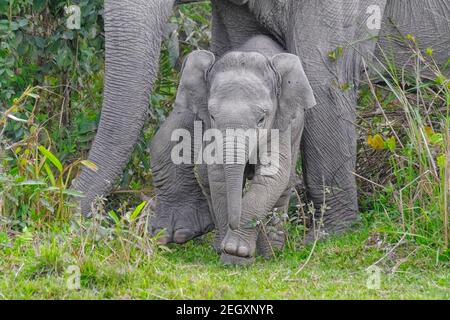 Bambino elefante asiatico (Elephas maximus) faccia. Kaziranga National Park, Assam, India Foto Stock