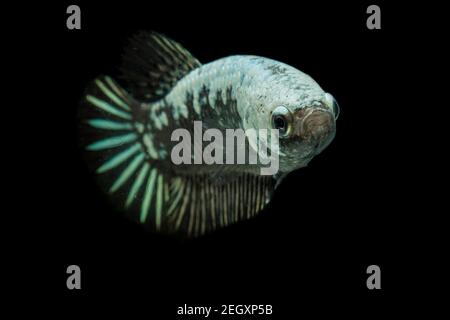 Betta Black Samurai Halfmoon Plakat Fighting Fish Splendens su sfondo nero. Foto Stock