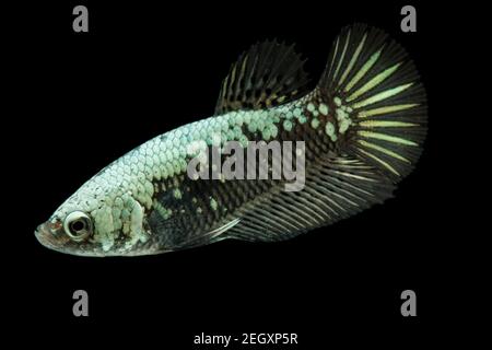 Betta Black Samurai Halfmoon Plakat Fighting Fish Splendens su sfondo nero. Foto Stock