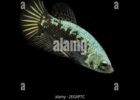 Betta Black Samurai Halfmoon Plakat Fighting Fish Splendens su sfondo nero. Foto Stock