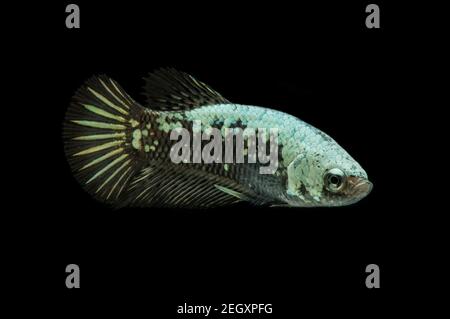 Betta Black Samurai Halfmoon Plakat Fighting Fish Splendens su sfondo nero. Foto Stock