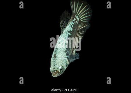 Betta Black Samurai Halfmoon Plakat Fighting Fish Splendens su sfondo nero. Foto Stock