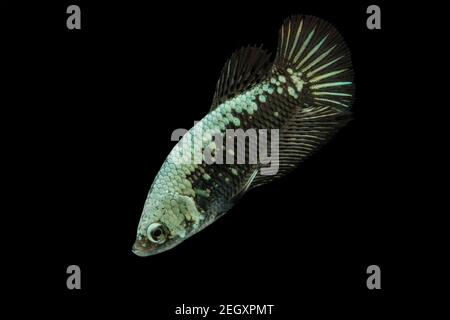 Betta Black Samurai Halfmoon Plakat Fighting Fish Splendens su sfondo nero. Foto Stock