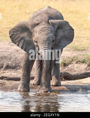 Elefanti africani (Loxodonta africana) che bevono polpacci. Riserva di Moremi, Delta di Okavango, Botswana Foto Stock