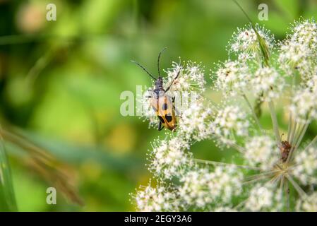 Il coleottero raccoglie nettare sui fiori della foresta di Angelica (Foresta di Angelica) Foto Stock