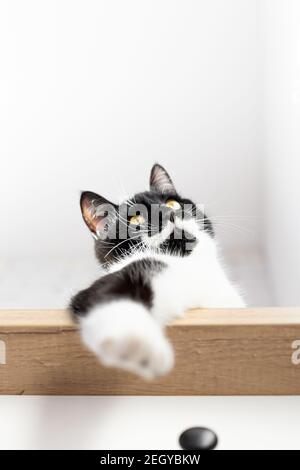 Ritratto di gatto nero con baffi bianchi, petto e zampa, vista dal basso. Zampa Cat. Foto Stock