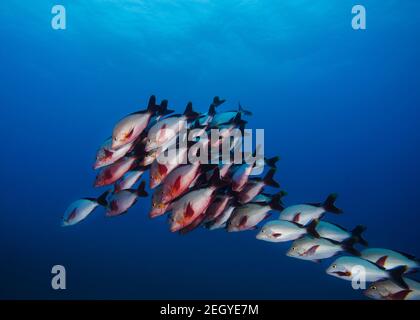 Una scuola di pesce di Snapper Humpback che nuotano insieme nel Acqua blu aperta (Lutjanus gibbus) Foto Stock