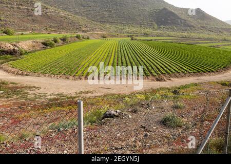 File di piante di lattuga che crescono in una fattoria a San Miguel, Tenerife, Isole Canarie, Spagna Foto Stock