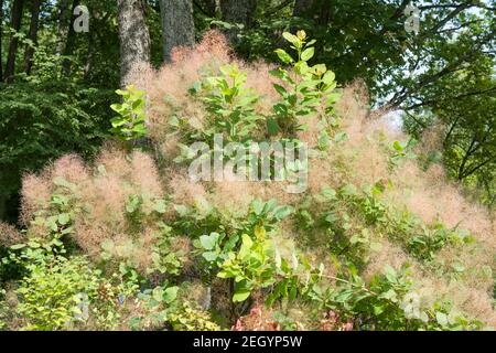 Scumpia - l'arbusto alto originale o albero basso di la famiglia sumac Foto Stock