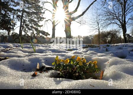 Magdeburgo, Germania. 19 Feb 2021. I bulbi invernali nella neve stanno lentamente fiorendo nel caldo sole invernale. Nei prossimi giorni si suppone che le temperature aumentino di nuovo. Credit: Peter Gercke/dpa-Zentralbild/ZB/dpa/Alamy Live News Foto Stock