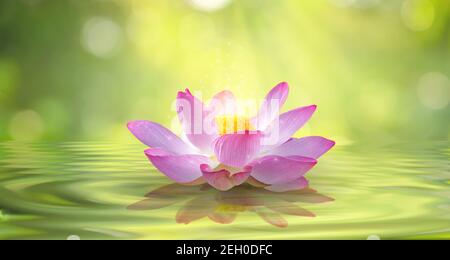 Lotus luce bianca viola galleggianti brillare di luce sullo sfondo Foto Stock