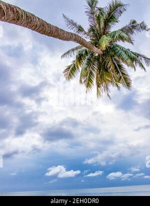 Maestoso paesaggio torbido su una palma tropicale nell'isola di Phu Quoc, Vietnam Foto Stock