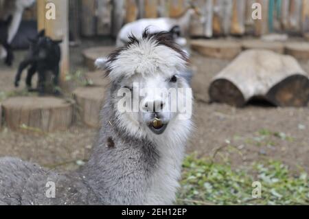 Ritratto di un lama. Zoo di Izhevsk Russia. Foto Stock